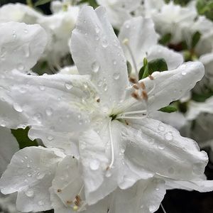 Meet your Posher, Catherine